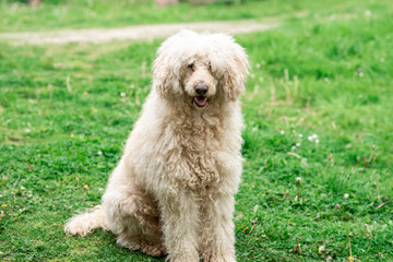 Big shaggy dog on the green grass. White royal poodle.