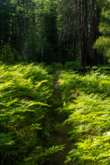 Ferns Over Grow The Narrow Gravel Pit Lake Trail In Yosemite
