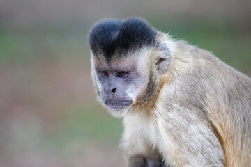 Closeup of tufted capuchin monkey (Sapajus apella), capuchin monkey into the wild in Brazil.