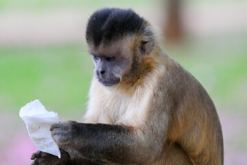 Closeup of tufted capuchin monkey (Sapajus apella), capuchin monkey into the wild in Brazil.