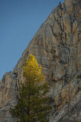 Granite Wall In Shadow Stands In Front Of Pine Tree Catching Morning Light