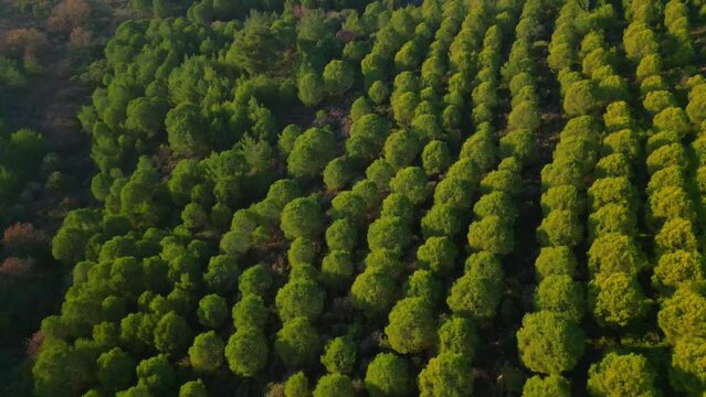 Green forest aerial view and environmental technology concept. Green tech. Ecology. Green transformation. GX. SDGs. High quality 4k footage
