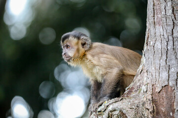 Closeup of tufted capuchin monkey (Sapajus apella), capuchin monkey into the wild in Brazil.