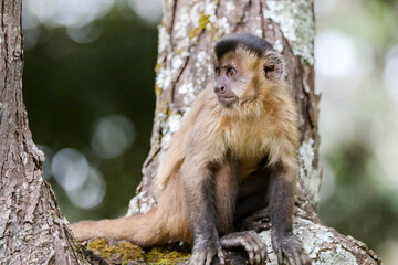 Closeup of tufted capuchin monkey (Sapajus apella), capuchin monkey into the wild in Brazil.