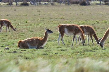 Lama animal, , in pampas grassland environment, La Pampa province, Patagonia,  Argentina