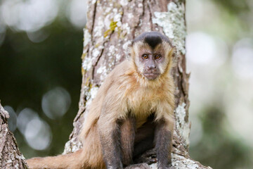 Closeup of tufted capuchin monkey (Sapajus apella), capuchin monkey into the wild in Brazil.