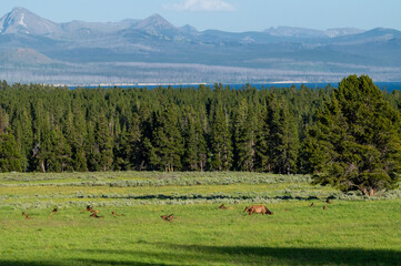 Herd of Female Elk Graze In Meadow Near Yellowstone Lake