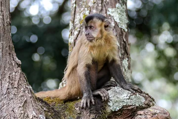 Fotobehang Aap Closeup of tufted capuchin monkey (Sapajus apella), capuchin monkey into the wild in Brazil.  © Adilson