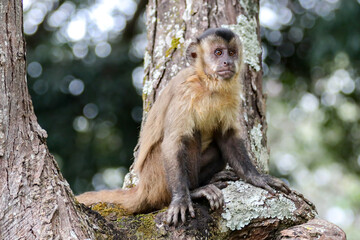 Closeup of tufted capuchin monkey (Sapajus apella), capuchin monkey into the wild in Brazil.