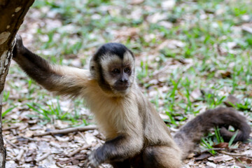 Closeup of tufted capuchin monkey (Sapajus apella), capuchin monkey into the wild in Brazil.