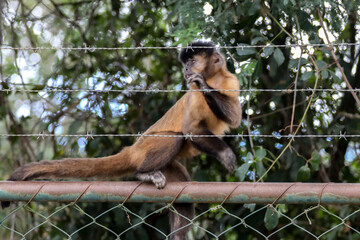 Closeup of tufted capuchin monkey (Sapajus apella), capuchin monkey into the wild in Brazil.