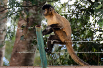 Closeup of tufted capuchin monkey (Sapajus apella), capuchin monkey into the wild in Brazil.
