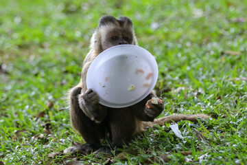Closeup of tufted capuchin monkey (Sapajus apella), capuchin monkey into the wild in Brazil.