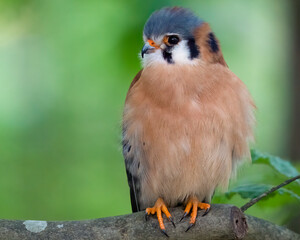 An American kestrel