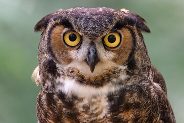 Great Horned Owl Portrait