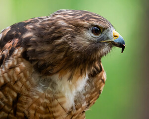 Red-shouldered Hawk