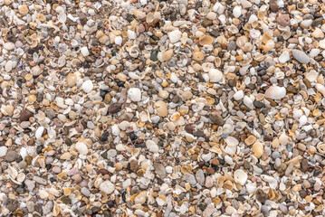 Close view of many seashells on the beach.
