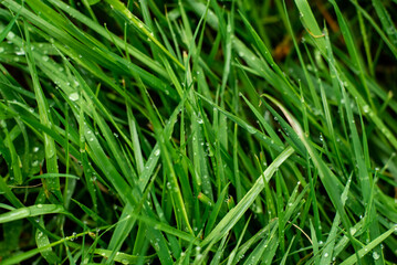 Fototapeta na wymiar Wet grass background. Natural background. Morning dew on the grass. close-up.