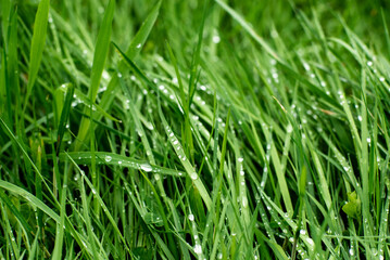 Wet grass in the rain background. Natural background. Morning dew on the grass. close-up.