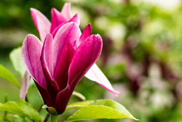 Red magnolia flower close up. Beautiful bright flower.