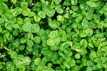 Fototapeta premium Background of clover leaves in dew. Natural background from green foliage.