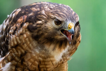 Red-shouldered Hawk