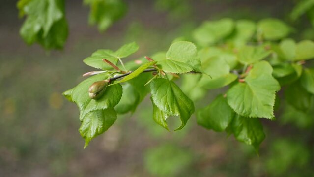 Close-up shot of young birch leaves