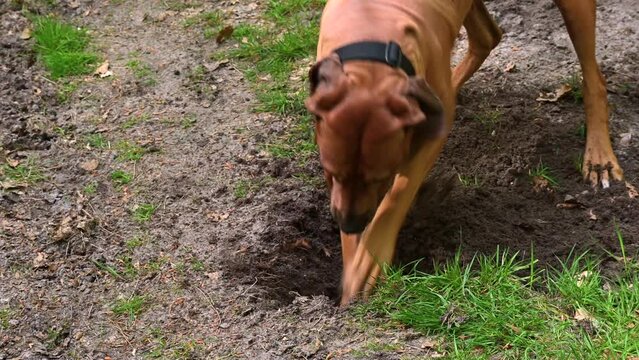 Rhodesian ridgeback dog playing and digging a hole in the ground