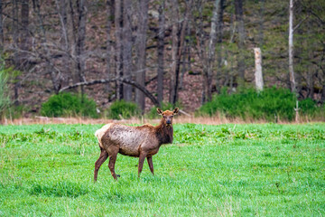 Naklejka na ściany i meble Elk in the field and meadow