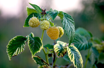 yellow ripe raspberry on a bush in the garden