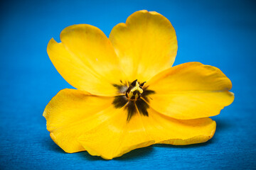 Open yellow tulip on a blue background close-up.
