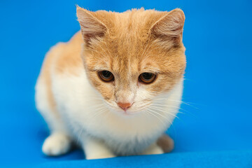 ginger kitten close up