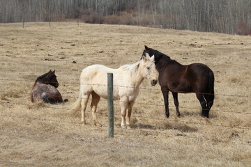 horses in a field