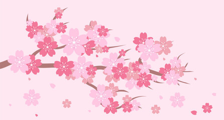 Naklejka na ściany i meble Sakura blossom branch. Cherry blossom branch. Cherry blossom with pink sakura. Pink sakura flower background. Falling petals. Vector illustration