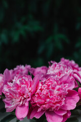 A bouquet of pink blooming peonies on a background of dark green leaves. Place for text. Background. Layout for a postcard