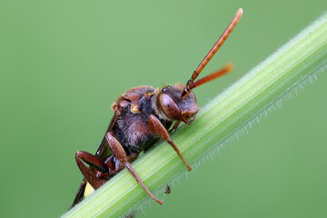 Rote Wespenbiene - Nomada armata