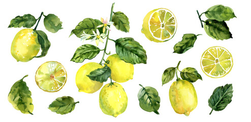 Lemon collection. Watercolor botanical illustration