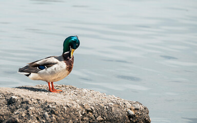 Duck on the water