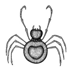 Gorgeous Spider ink drawing illustration isolated on white background