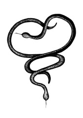 Obraz premium Magnificent Spectacular Snake Isolated on white background Serpent Reptile Sketch 