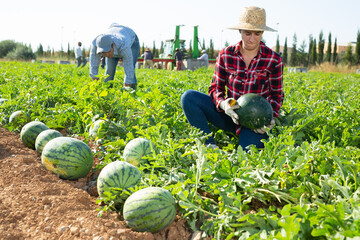 Woman gathering ripe watermelons on fruit farm. Harvesting of edible fruits on plantation.