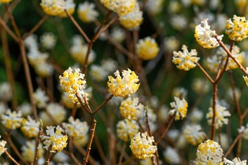 木漏れ日浴びて輝く満開のミツマタの花