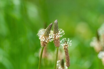 寄り添うように咲く満開のヘラオオバコの花
