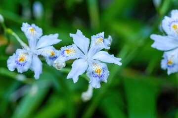 ひっそりと咲く満開のシャガの花