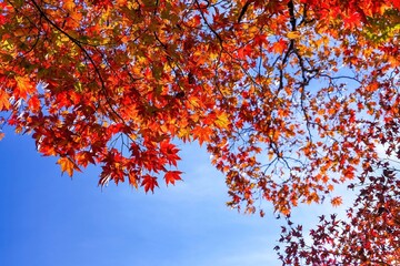 青空バックに見上げるカラフルなモミジの紅葉