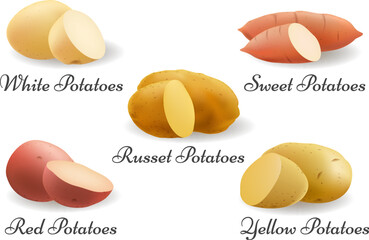 Potatoes varieties drawing