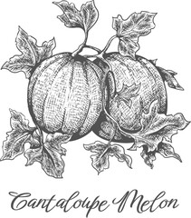 Cantaloupe melon engraving