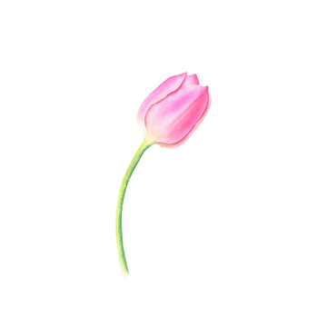 Pink tulip isolated on transparent background, botanical illustration. Watercolor hand drawn illustration.	
