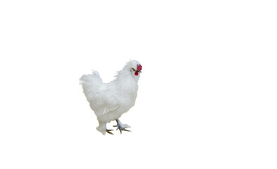 Amazing fluffy white chicken. Breed Chinese silk, very unusual birds. Isolated on white background