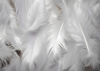 White feather texture